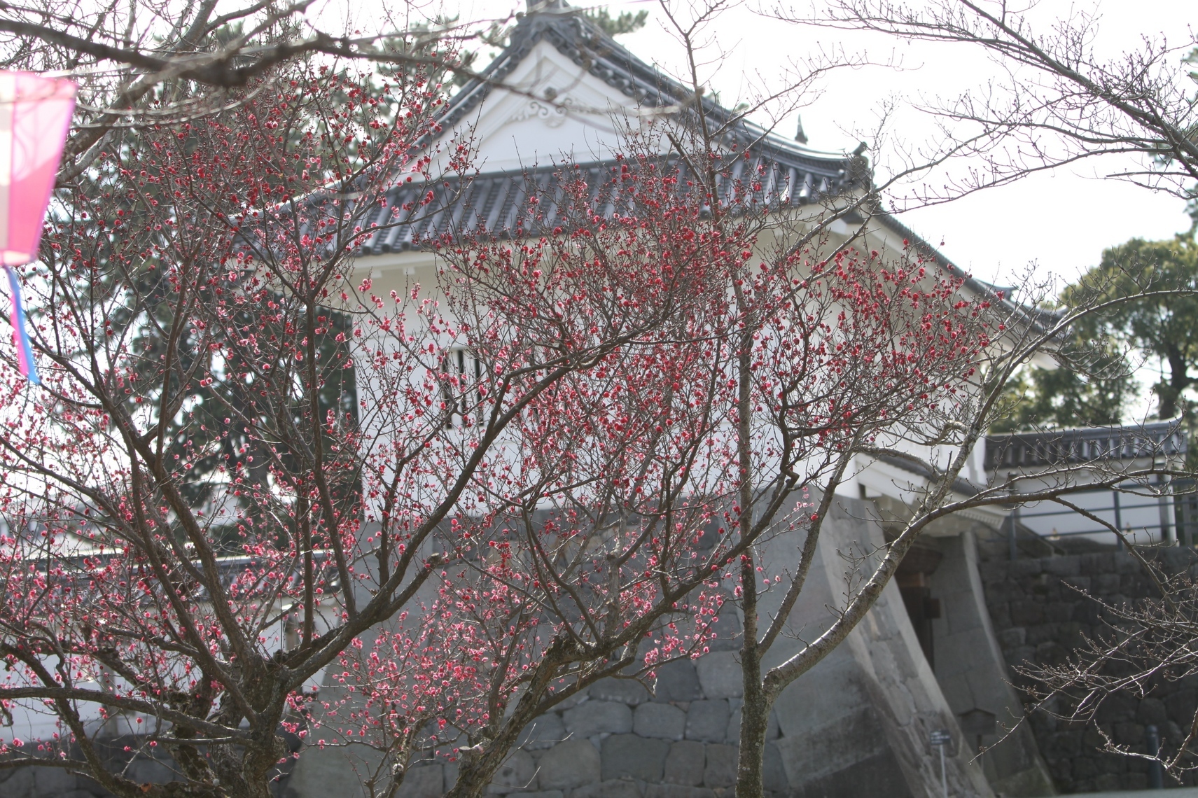 第48回小田原梅まつり開催No2／歴史とロマンのふるさと ひらつか豊田／地元密着!! ちいき情報局