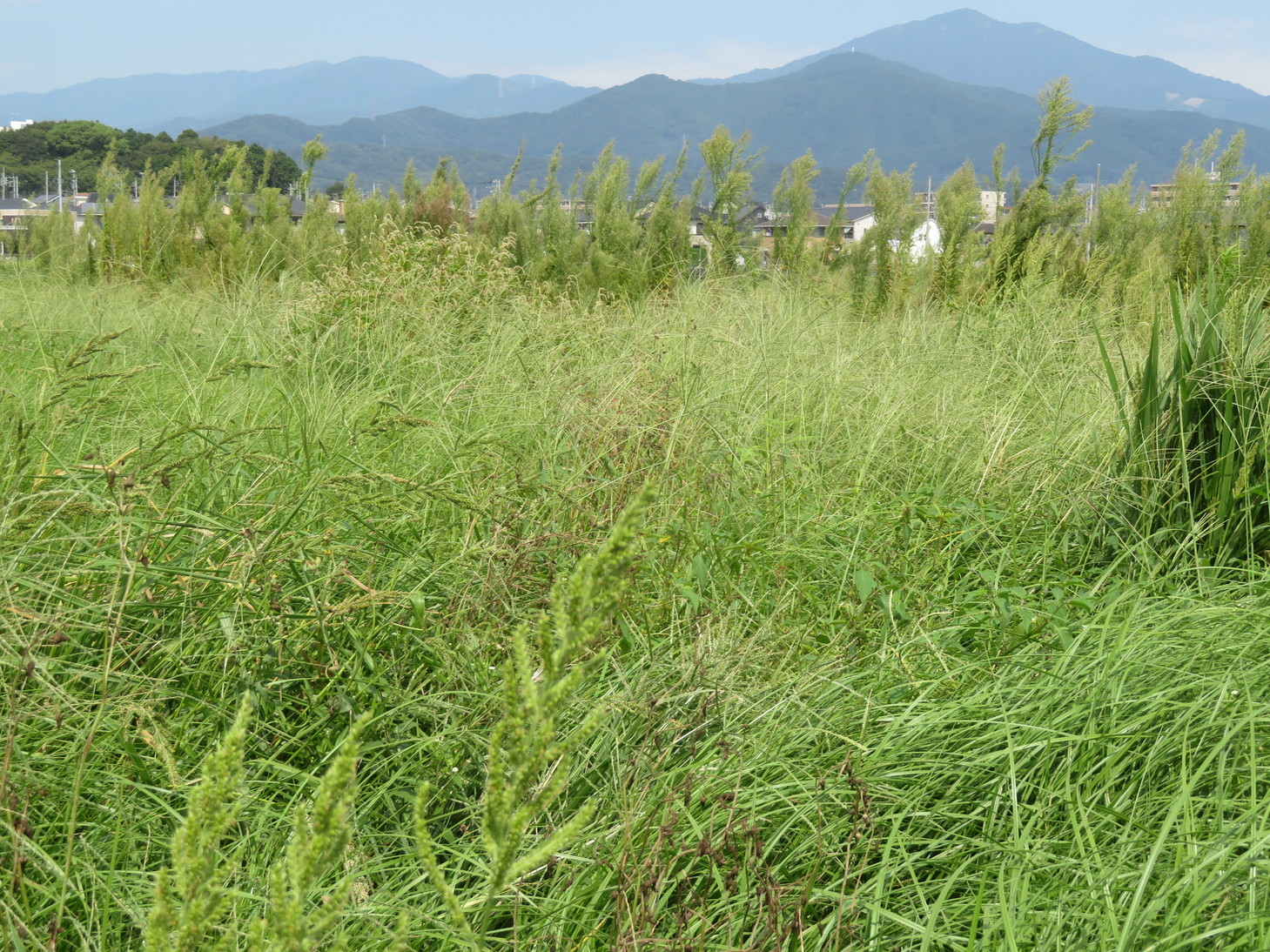 金目の自然 －休耕水田1年目に生えた雑草－／悠久と癒しの郷 金目／地元密着!! ちいき情報局