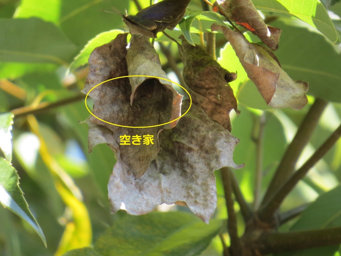 ムラシジミの休眠 R4.2.27 親水公園林B ムラシジミの休眠 R4.2.27 親水公園林B