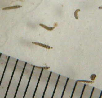 産卵26日目に孵化しました。幼虫の体長は2mmです。(斜線は物差しの目盛間隔(mm) 産卵26日目に孵化しました。幼虫の体長は2mmです。(斜線は物差しの目盛間隔(mm)