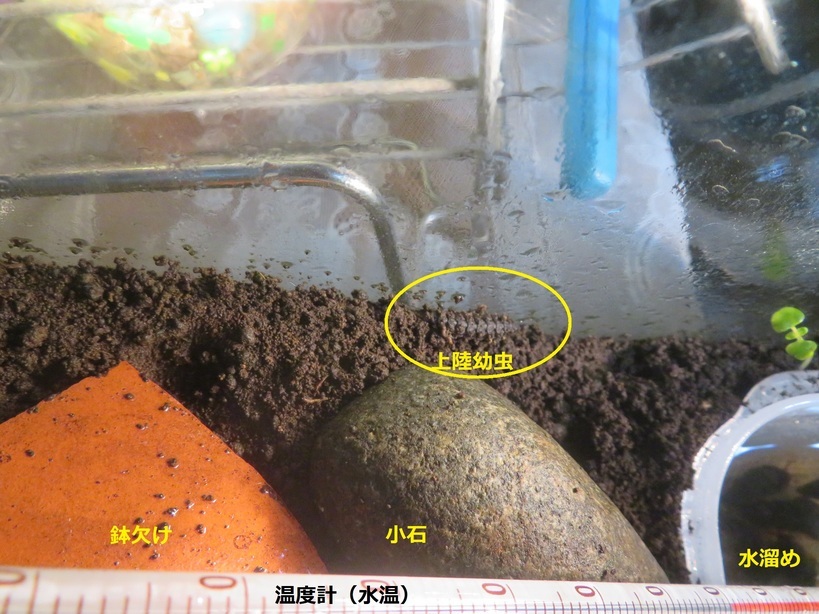 上陸する幼虫 R4.3.13 上陸する幼虫 R4.3.13