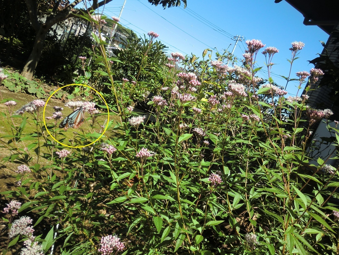 フジバカマの花の蜜を吸うアサギマダラB R4.10.20 写真提供S.Y フジバカマの花の蜜を吸うアサギマダラB R4.10.20 写真提供S.Y