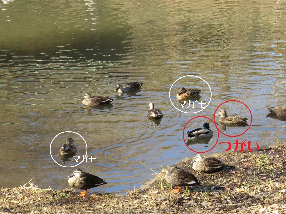 マガモの番(赤丸)と2羽の親衛隊(白丸) マガモの番(赤丸)と2羽の親衛隊(白丸)