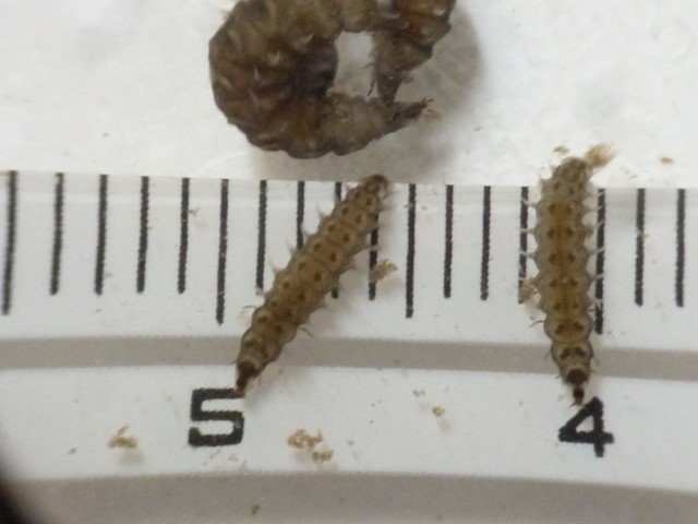 孵化後51日目の幼虫 孵化後51日目の幼虫