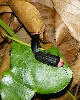 交尾中のゲンジボタル 交尾中のゲンジボタル