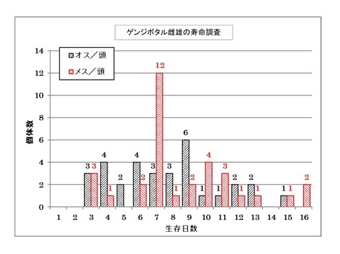 交尾中のゲンジボタル 交尾中のゲンジボタル