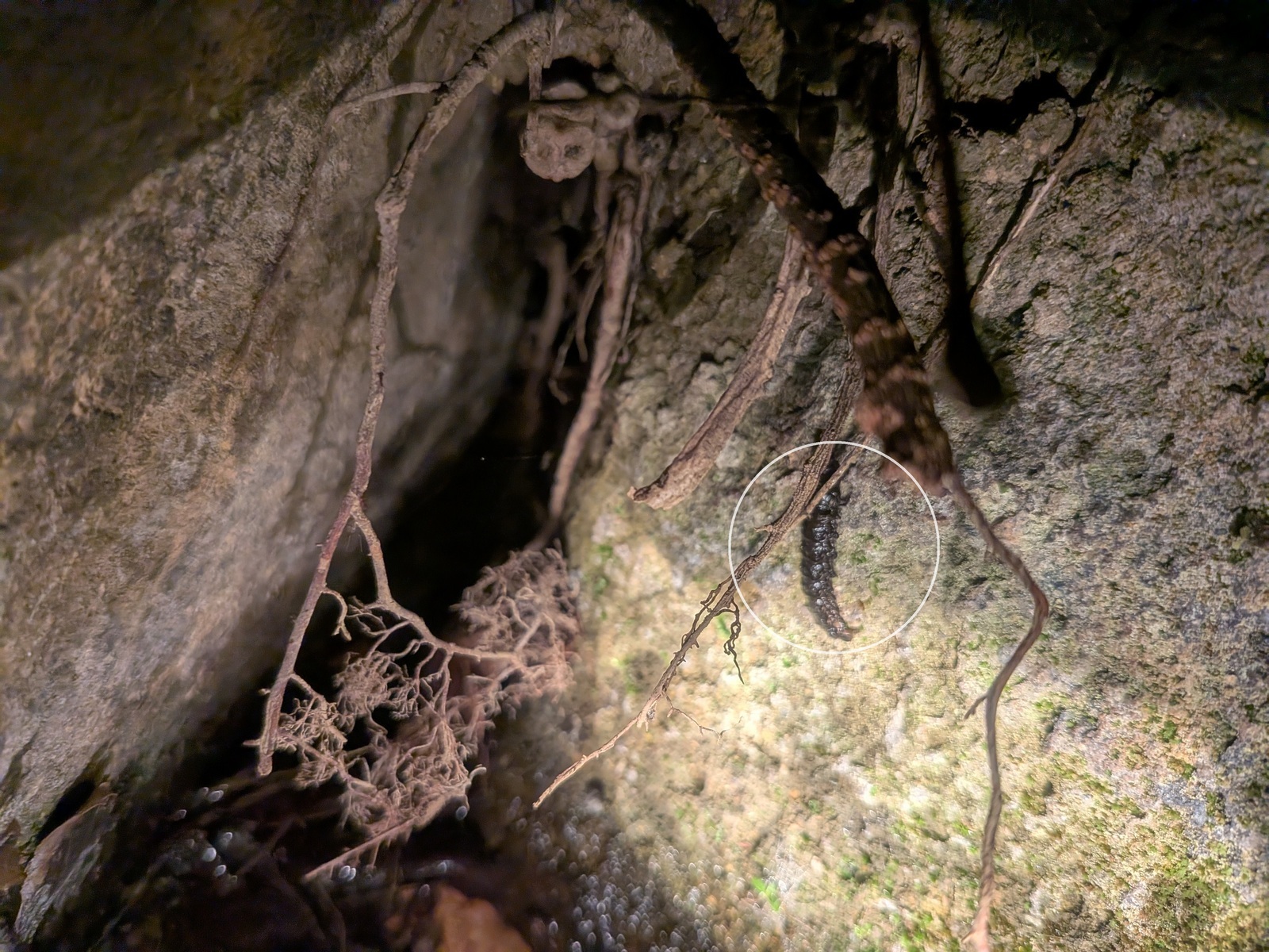 上陸するゲンジボタル 金目親水公園 22時 上陸するゲンジボタル 金目親水公園 22時