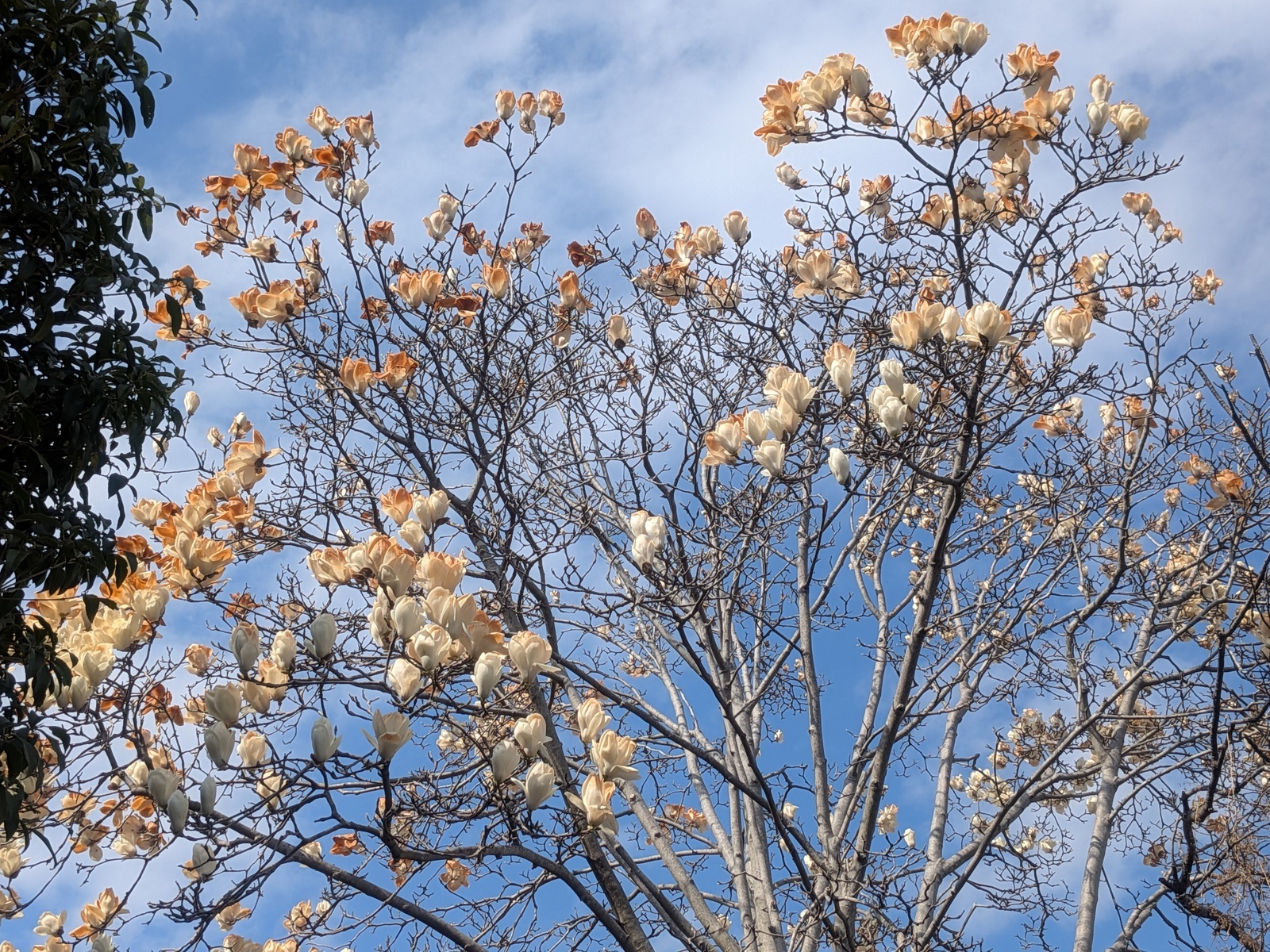 ハクモクレンA R8.3.11 ハクモクレンA R8.3.11