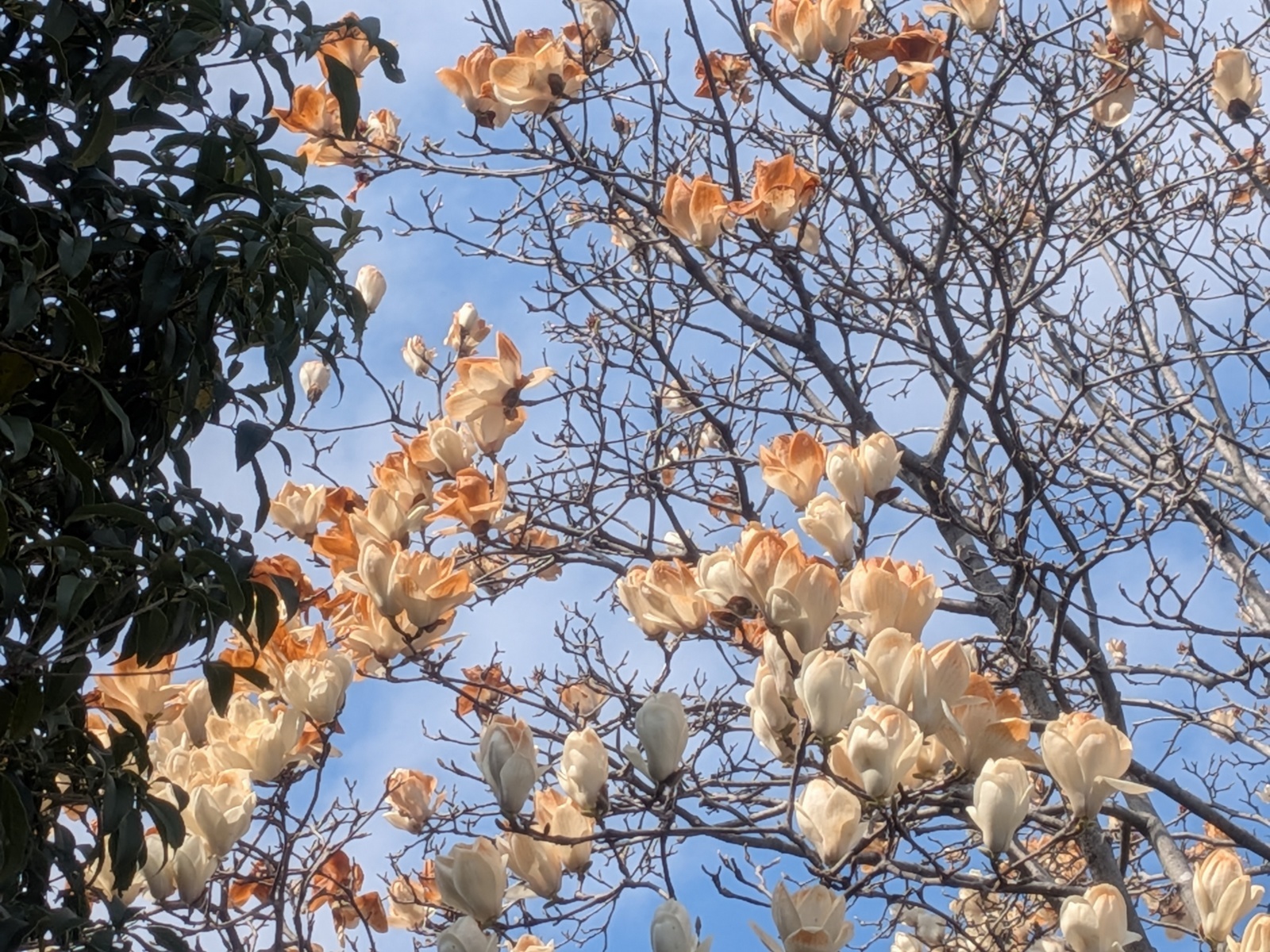 ハクモクレンB R8.3.11 ハクモクレンB R8.3.11