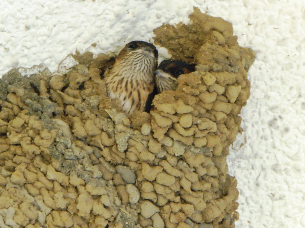餌を待つコシアカツバメ幼鳥 金目公民館軒下 餌を待つコシアカツバメ幼鳥 金目公民館軒下