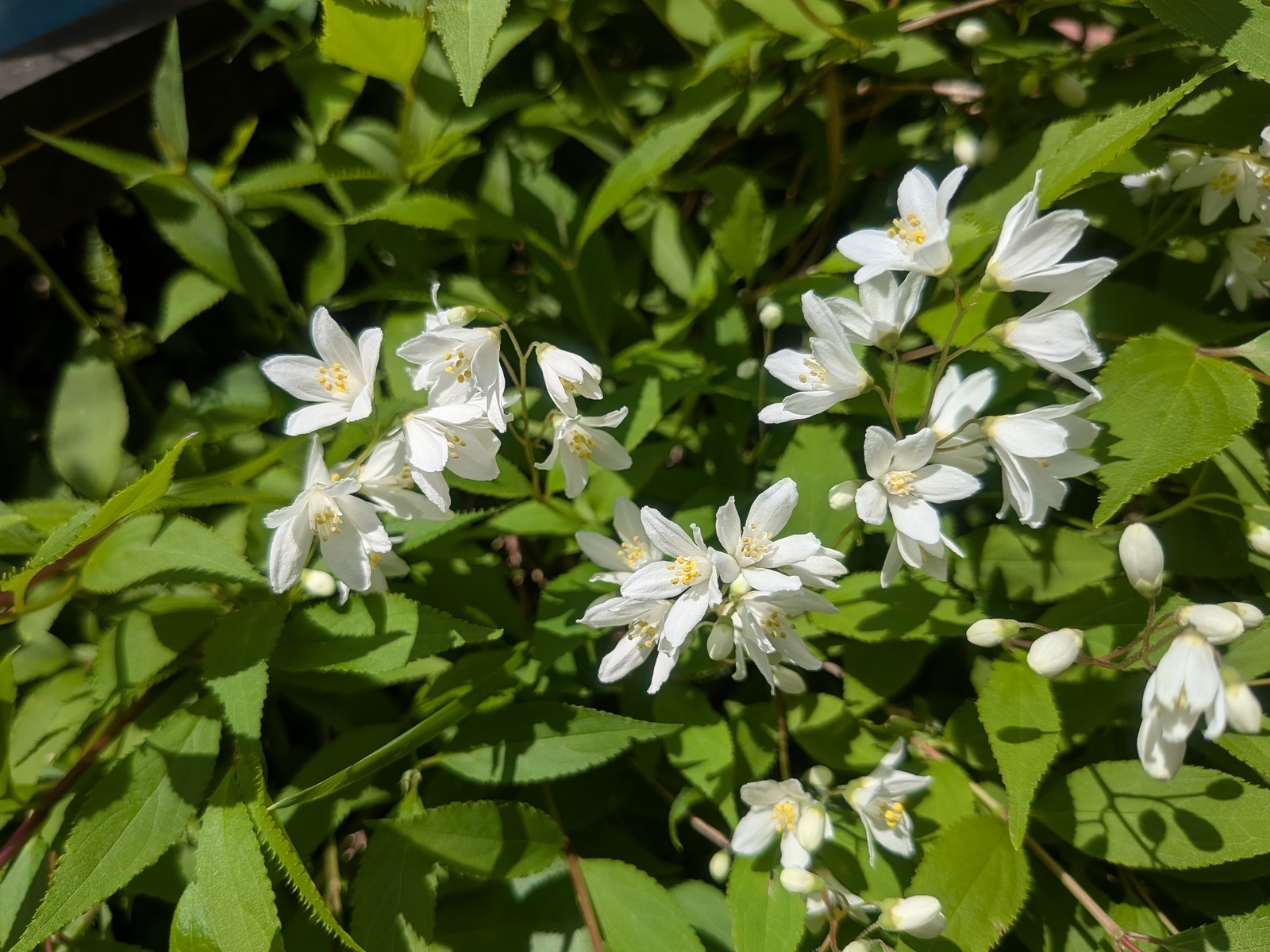 ヒメウツギ R8.4.17 自宅 ヒメウツギ R8.4.17 自宅