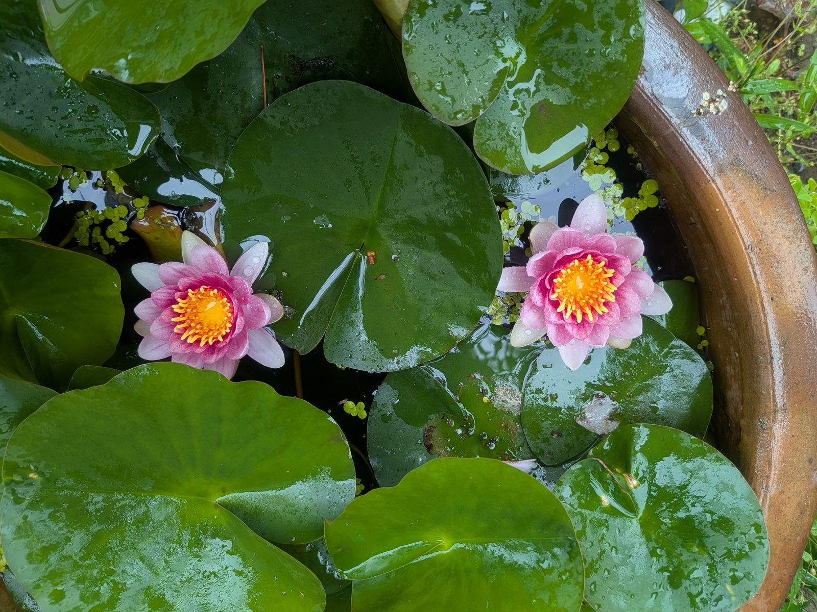 スイレン R8.4.23 自宅 スイレン R8.4.23 自宅