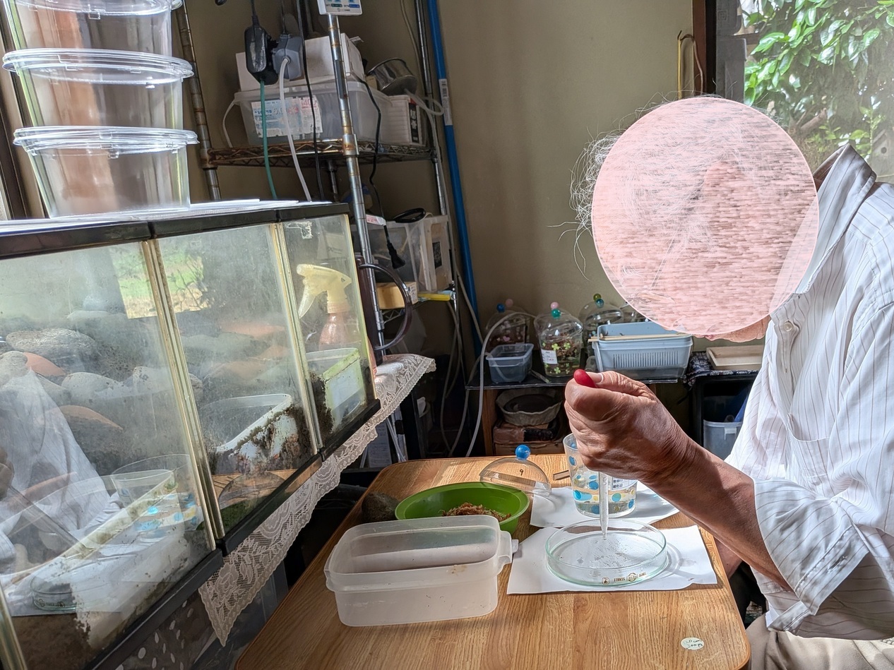 孵化した幼虫のカウント様子 孵化した幼虫のカウント様子