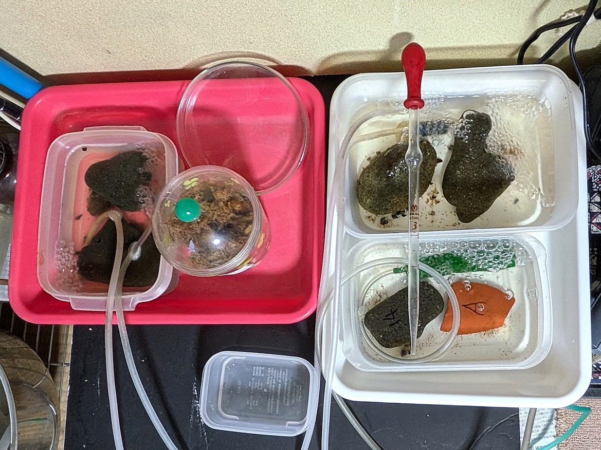 孵化した初齢幼虫の一時の飼育容器(バッチ式) 孵化した初齢幼虫の一時の飼育容器(バッチ式)