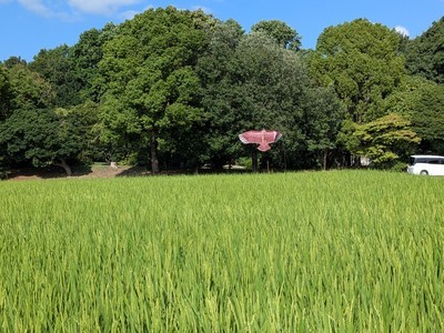 金目親水公園周辺の田んぼです。スズメを追い払うために鷹を模した凧が泳いでいます。が 金目親水公園周辺の田んぼです。スズメを追い払うために鷹を模した凧が泳いでいます。が